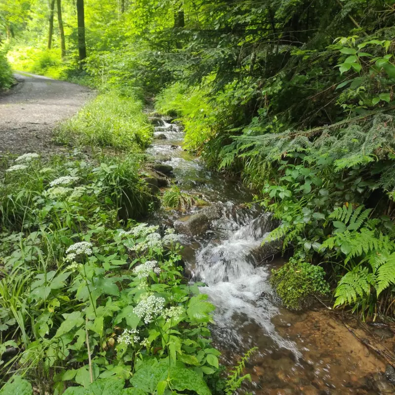 Mannheim Odenwald